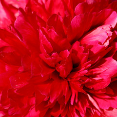 Close-up of a beautiful burgundy peony flower in the sunlight background. Abstract background of vinous peony petals for design. Selective focus