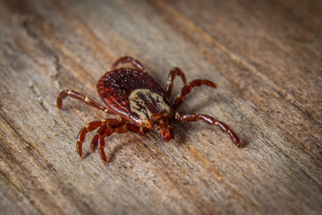 Dog Tick