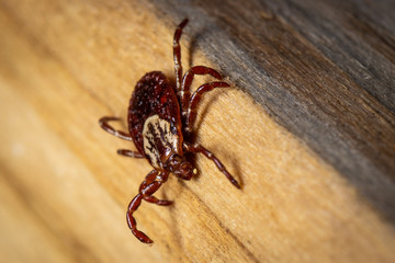 Dog Tick