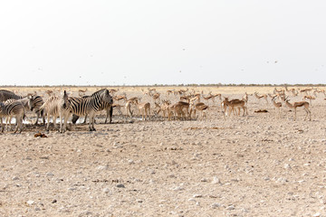 Fototapeta na wymiar Animals arriving at water hole in desert