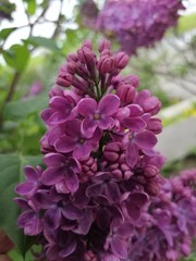  blooming lilac in the city Park   