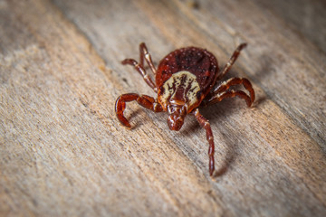 Dog Tick