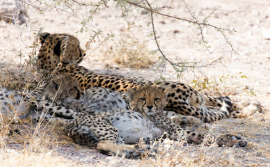 big cheetah with puppies in Namibia