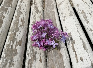  blooming lilac in the city Park   