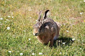 Wildkaninchen auf der Wiese