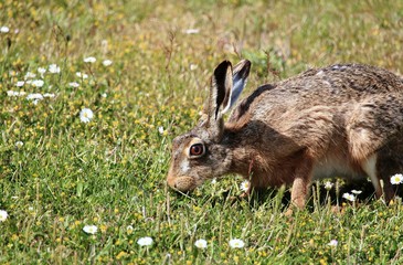 fressender Hase auf der Wiese