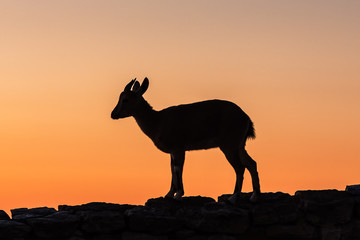 Silhouette of a young  female goat on a rock 