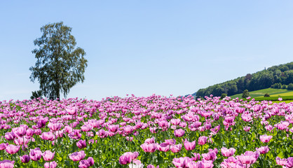 Obraz na płótnie Canvas Poppy field on a sunny summer day