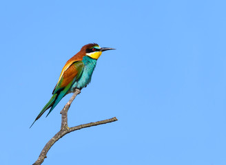 European Bee-Eater Perched on Tree Branch on Blue Sky in Spring