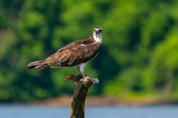 Perched Osprey on Potomac River