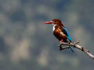 White-throated Kingfisher Perched on Tree Branch in Spring