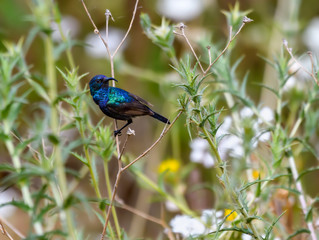 beautiful, bird, blue, color, green, israel, little, middle east, nature, nectarine osea, palestine sunbird, purple, sunbird