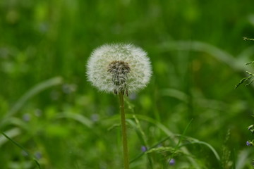 dandelion on background of green grass