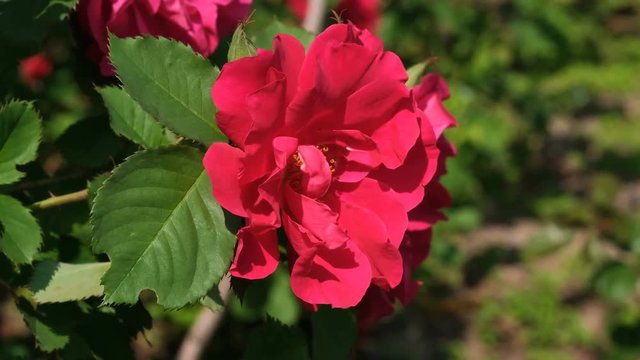 Red rose garden blooms sunny summer day video close-up