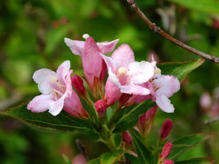 liebliche Weigelie Blüten