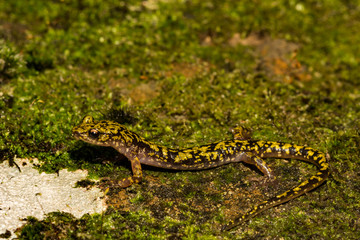 Green Salamander (Aneides aeneus)