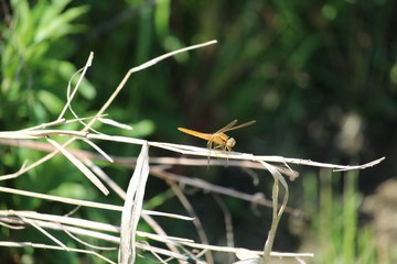 huge brown dragonfly from the side