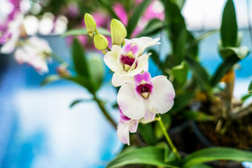 Obraz na płótnie Canvas Wild orchid white and violet color