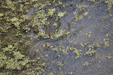 Frogs in the pond from above