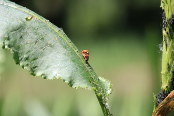 Ladybug couple makes love on a leaf