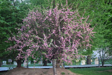 cherry tree in the garden