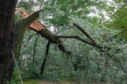 Severe storm damage to residential neighborhood tree.