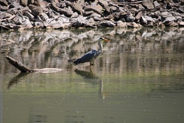 Heron in pond reflected off the water
