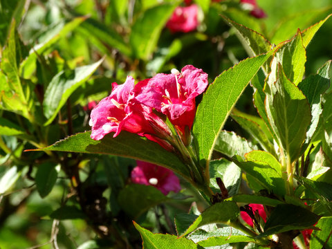 Weigelie Bristol Ruby 