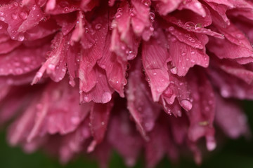 Pink peony flower in raindrops in the garden closeup