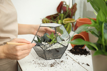 Woman transplanting home plants into florarium on window sill, closeup