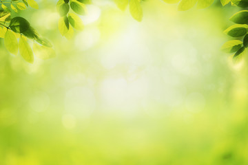 Blurred natural background and green tree leaves