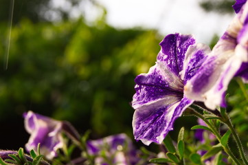 Kwiat ogrodowy w deszczu