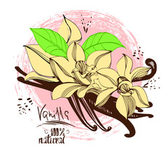 Vanilla, Flower. Illustration spice for use in cooking. Design element for cards decoration, textiles, paper.