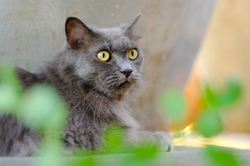 Persian gray cat Lying
