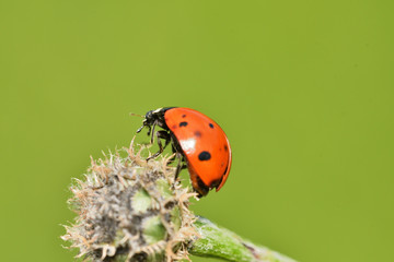 macro detail of ladybird on the green stalk of grass