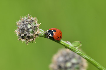 Naklejka premium ladybug climbing on the green grass macro photo