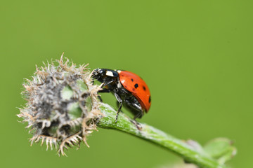 ladybug climbing on the green grass macro photo