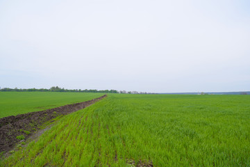 Beautiful green wide field. summer landscape