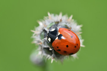 macro detail of ladybird on the green stalk of grass