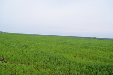 Obraz premium Beautiful green wide field. summer landscape