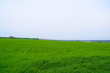 Beautiful green wide field. summer landscape