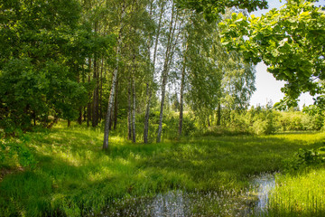 Fototapeta na wymiar Very nice green forest with birch trees in Lithuania