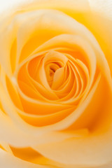 macro shot of beautiful apricot color rose flower. floral background