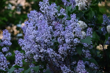 Obraz premium purple flowers in the garden