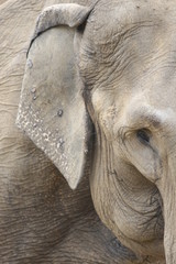 Portrait d'éléphant d'Afrique - 271096015