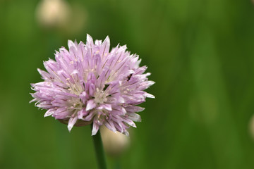 Pink flowers Schnitt - Onion Állium schoenoprásum in the garden on a green blurred background