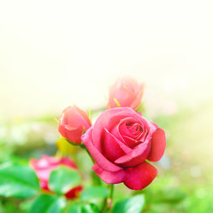 Pink garden rose with warm sunlight background and clean space for your text