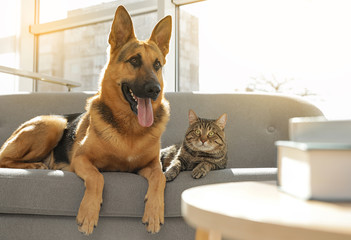 Cat and dog together on sofa indoors. Funny friends © New Africa
