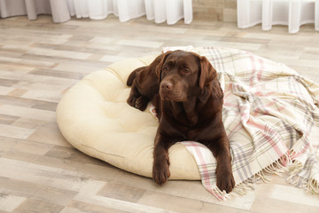 Chocolate labrador retriever on pet pillow indoors