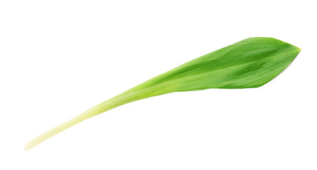 Obraz premium Leaf of wild garlic or ramson isolated on white